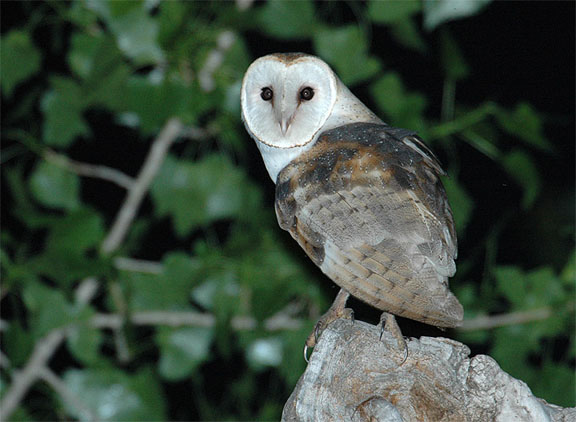 Barn Owl