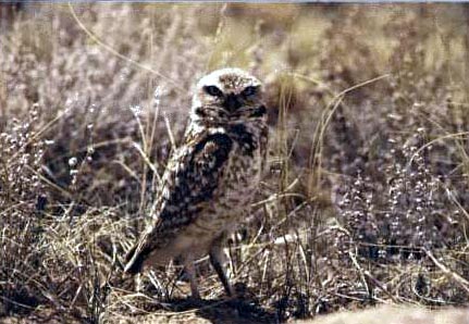 Burrowing Owl