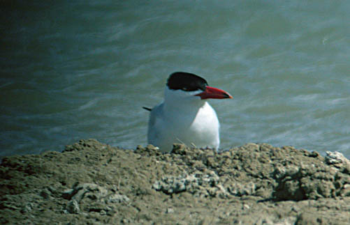 Caspian Tern