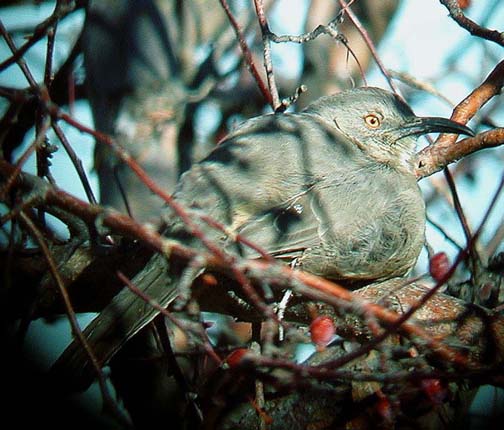 Curve-billed Thrasher