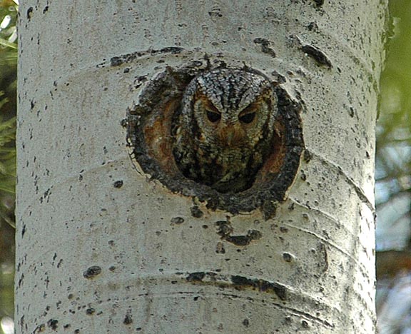 Flammulated Owl