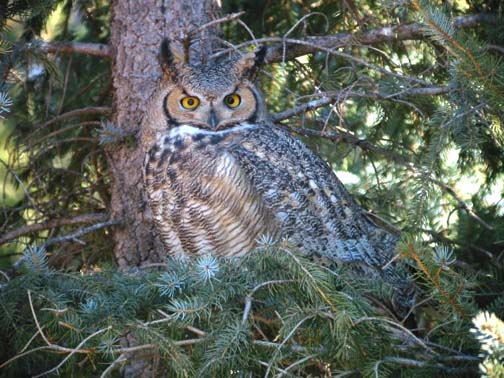 Great Horned Owl