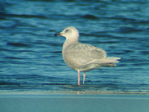 Glaucous-winged Gull