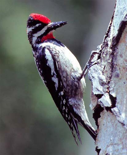 Red-naped Sapsucker