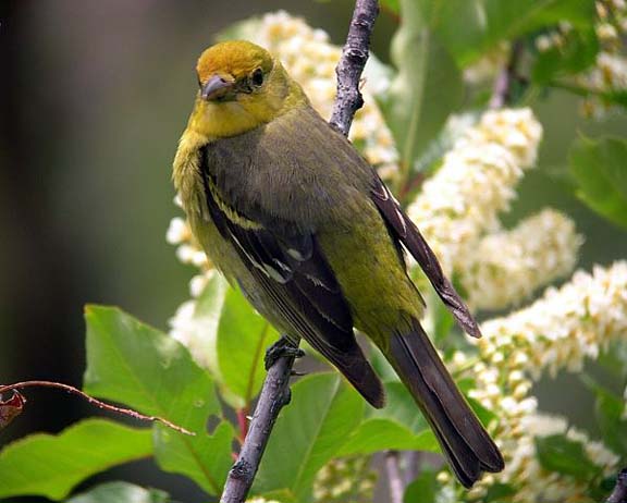 Western Tanager