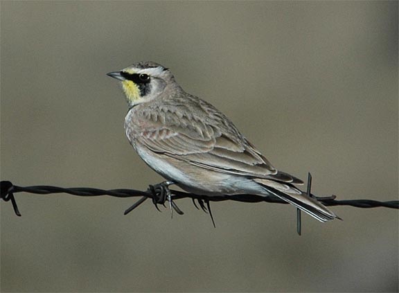 Horned Lark