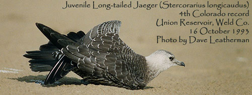 Long-tailed Jaeger