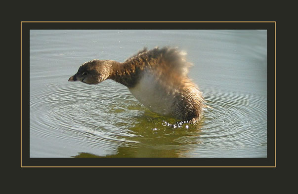 Pied-billed Grebe