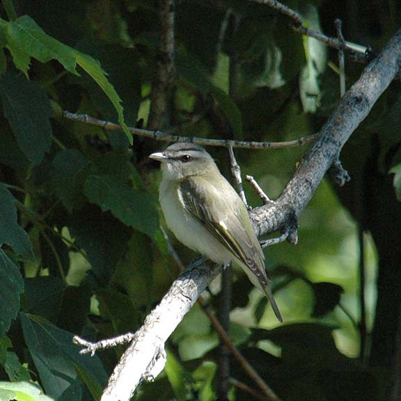 Red-eyed Vireo