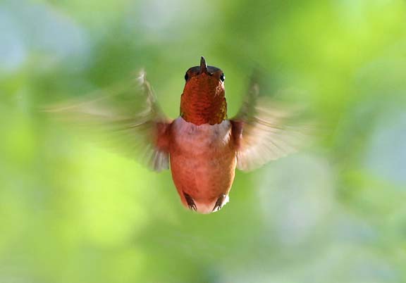 Rufous Hummingbird