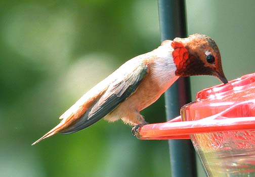 Rufous Hummingbird