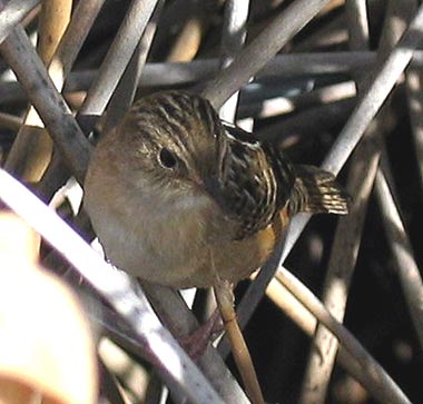 Sedge Wren