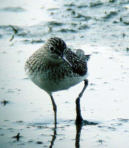 Solitary Sandpiper