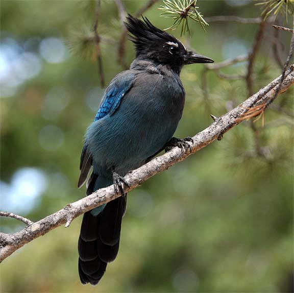 Stellers Jay