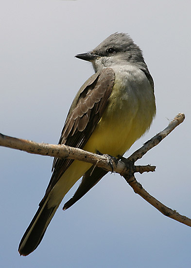 Western Kingbird