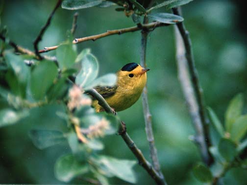 Wilsons Warbler