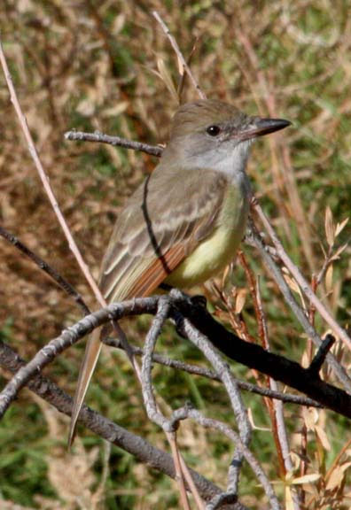 Brown-crested Flycatcher