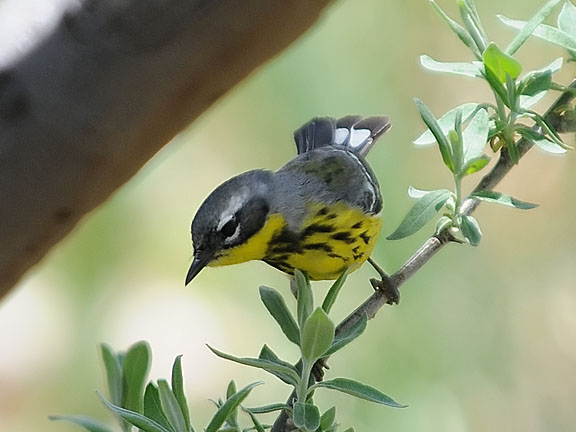 Magnolia Warbler