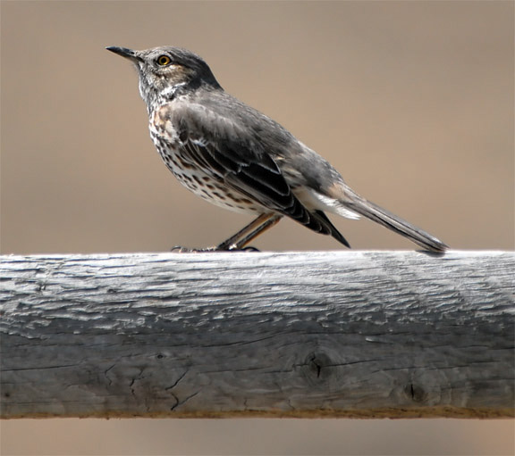 Sage Thrasher