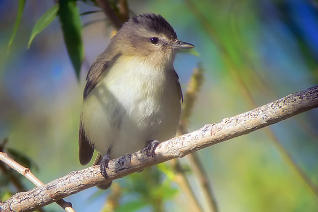 Warbling Vireo