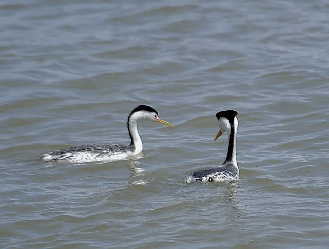 Clarks Grebe