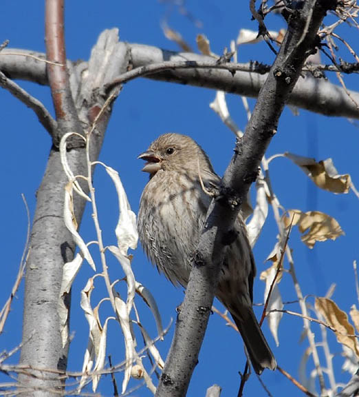 House Finch