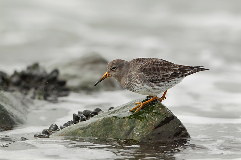 Purple Sandpiper (Paarse strandloper)