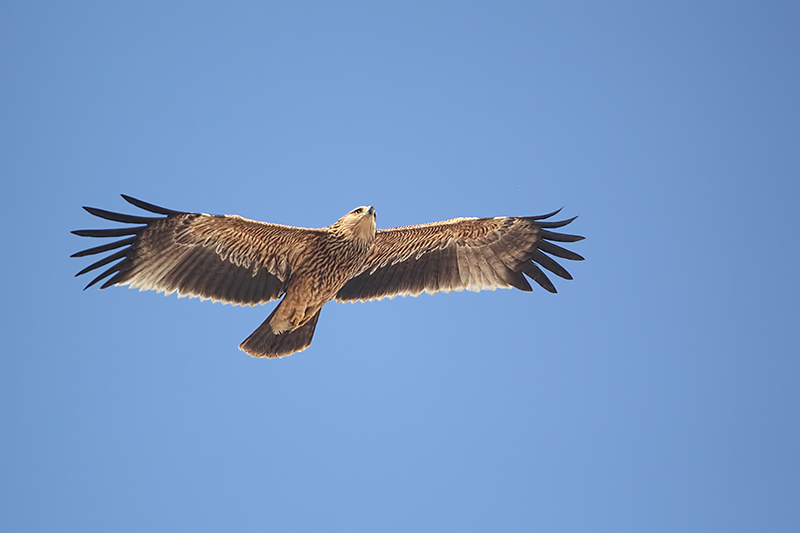 Eastern Imperial Eagle ( Oostelijke keizerarend )