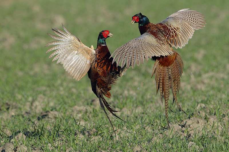 Pheasant (Fazant)