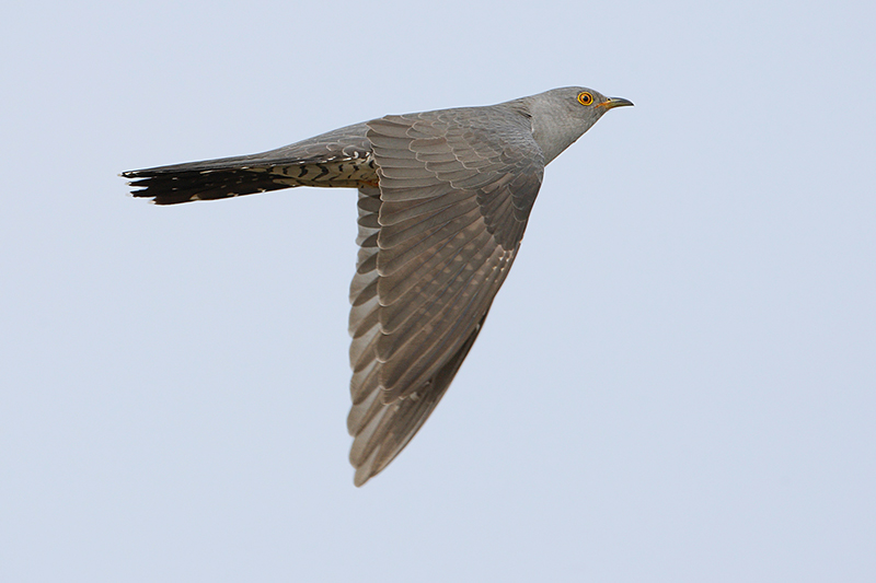 Cuckoo (Koekoek)