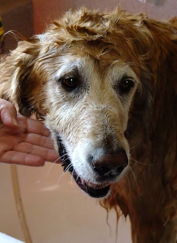 The Bath