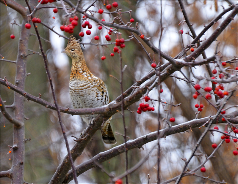 Grouse in Crabapple Tree