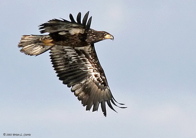 Bald Eagle (immature - 1st  year) (20D) IMG_7166 Bald Eagle (20D).jpg