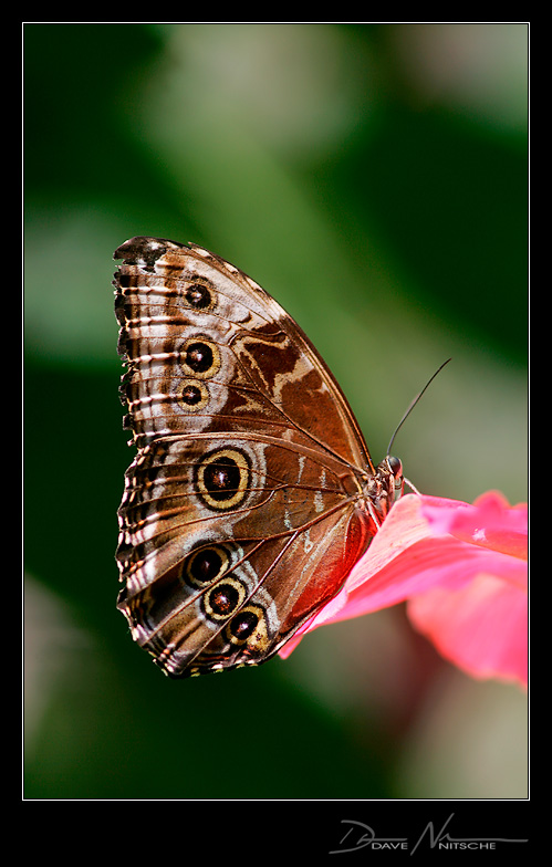 Fly