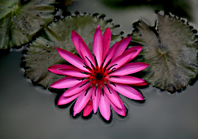 Lotus at the Pertewi resort.