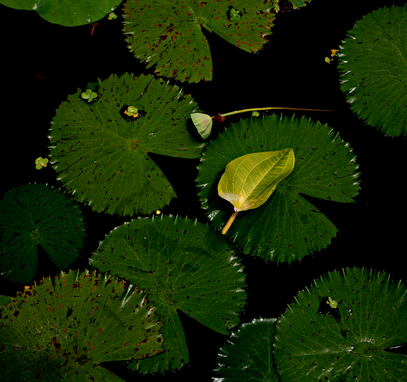 and then on a lone green leaf