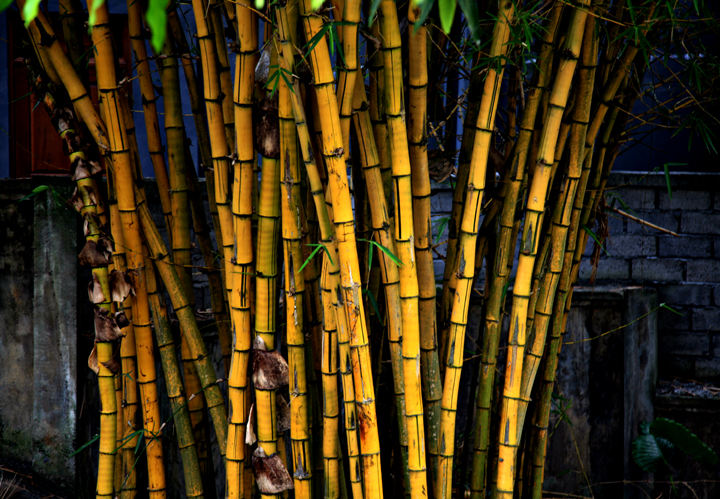 Bamboo at the Pertiwi