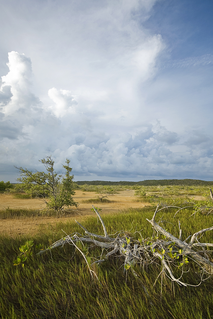 Frenchmans Creek Wetlands