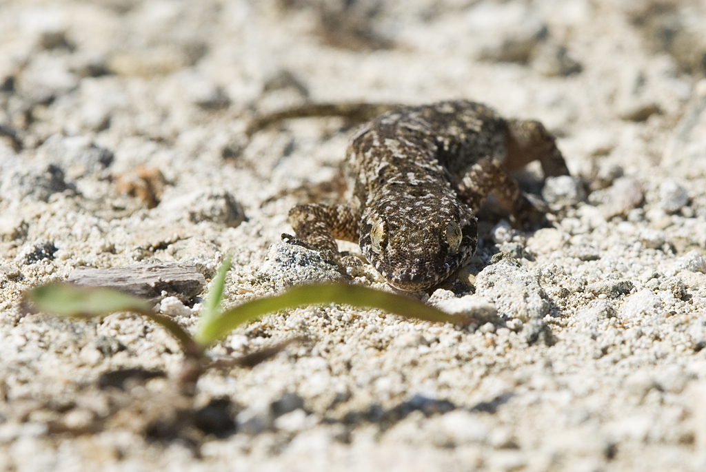 _DSC7636.jpg