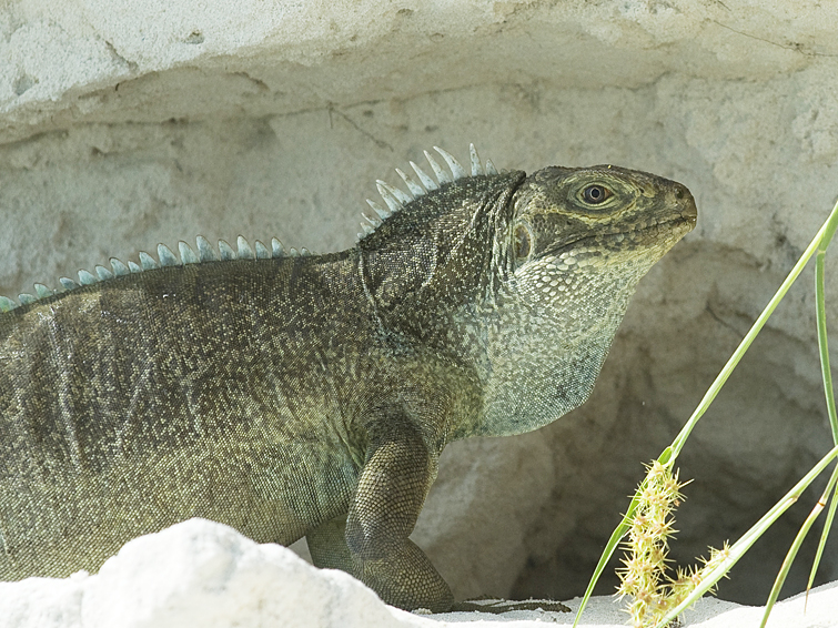 DSC_3778.jpg
