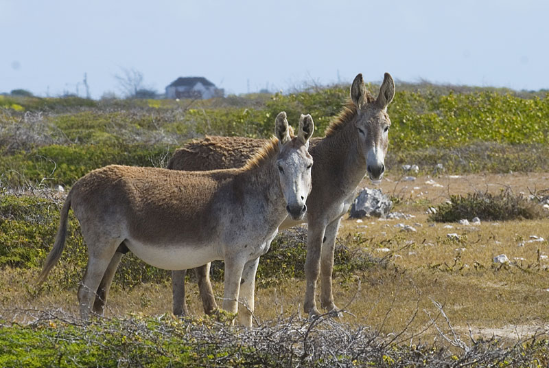 DSC_8702.jpg