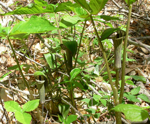 jack-in-pulpits