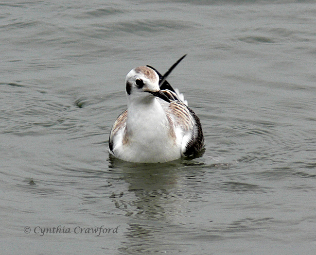 bonapartes.gull-immature.front.headturn