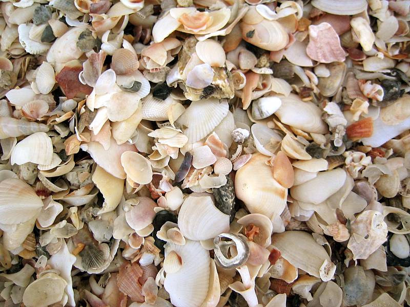 Shells