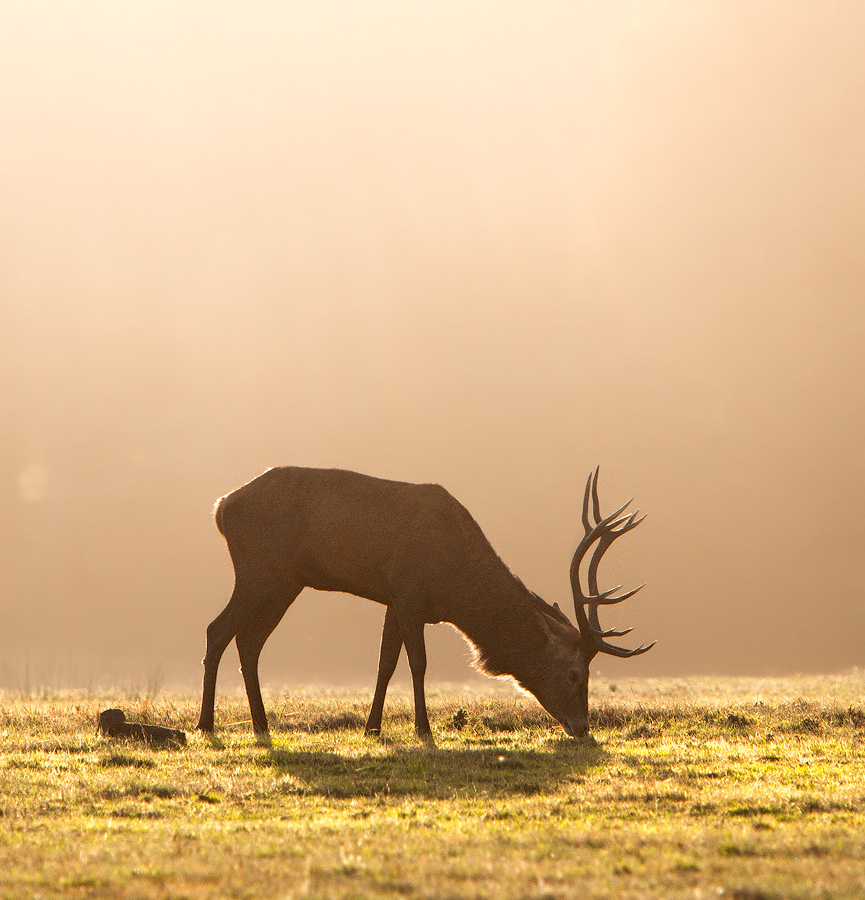 Backlit Red Deer Stag