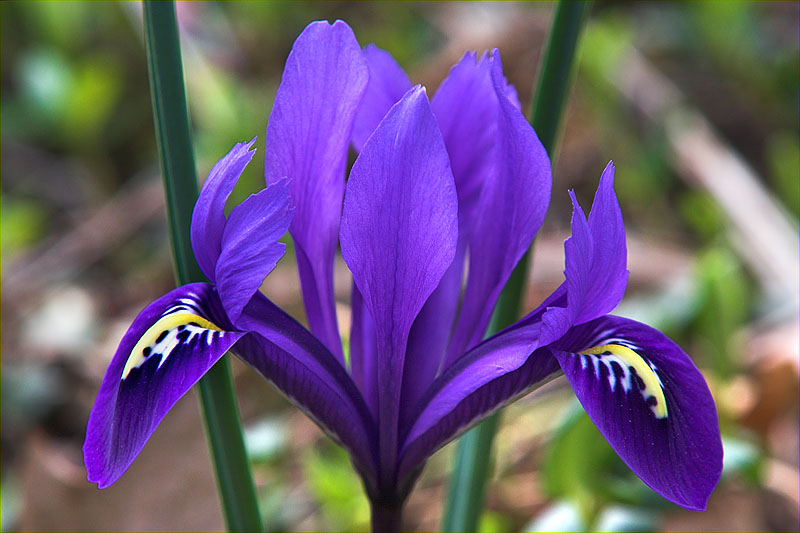 Iris reticulata