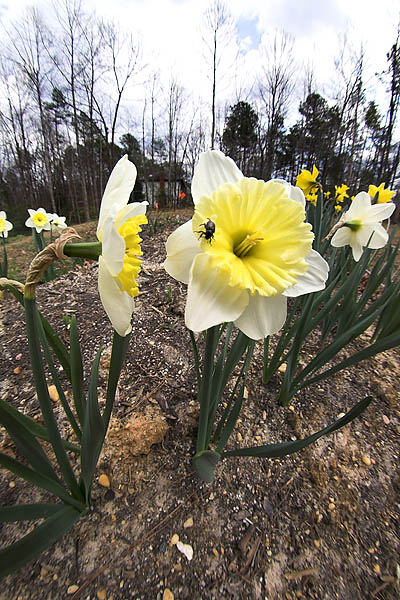Daffodils