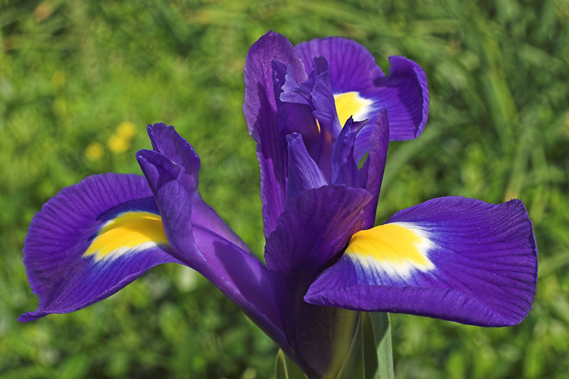 Bulb Iris