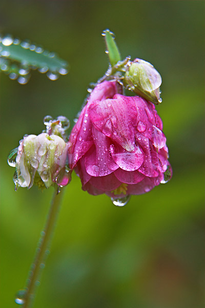 Penstemon? in the Rain