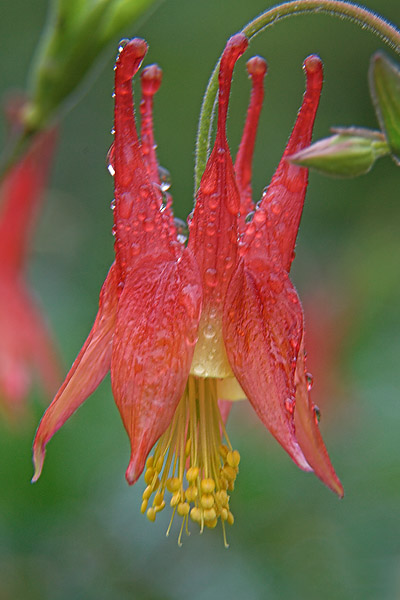 Columbine in the Rain